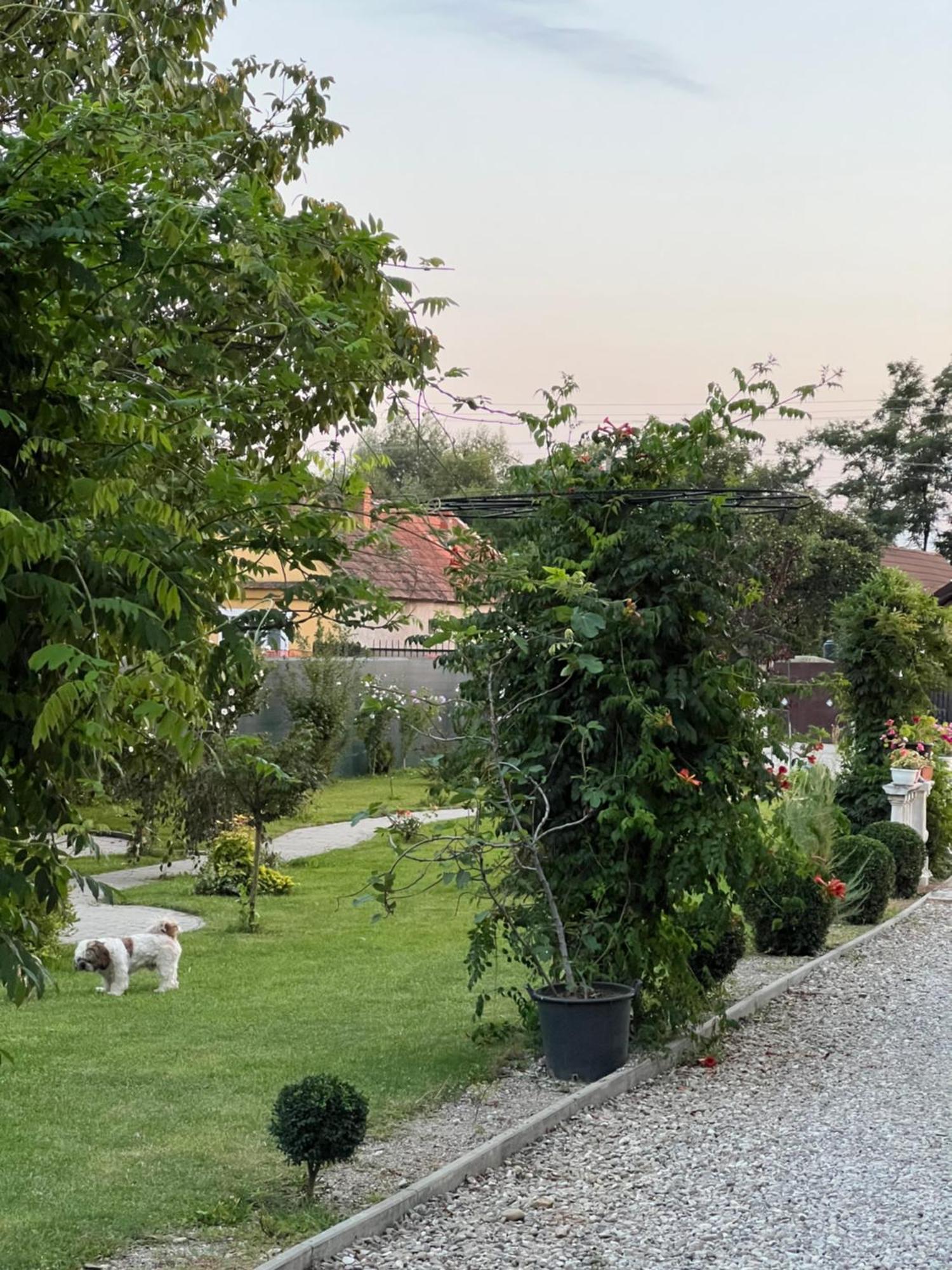 Pensiunea Baroc Dobirlau Exteriör bild